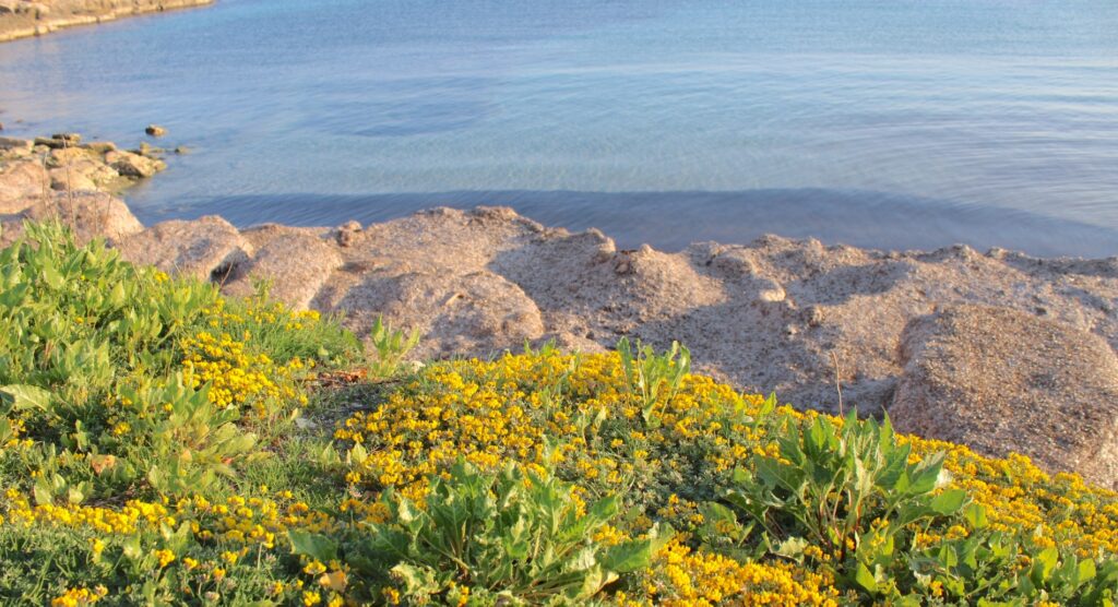 spring in Sardinia